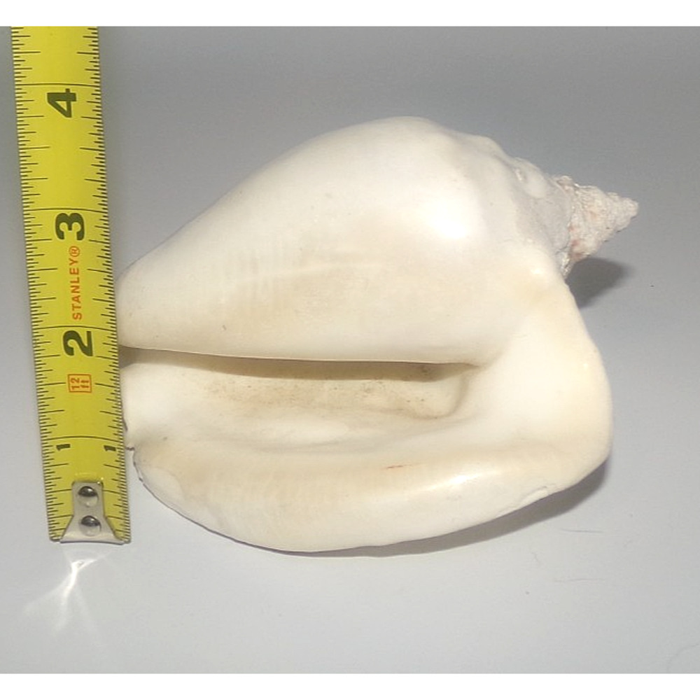 Milk Conch Strombus Conch Queen Conch? Seashell Good Condition Glossy